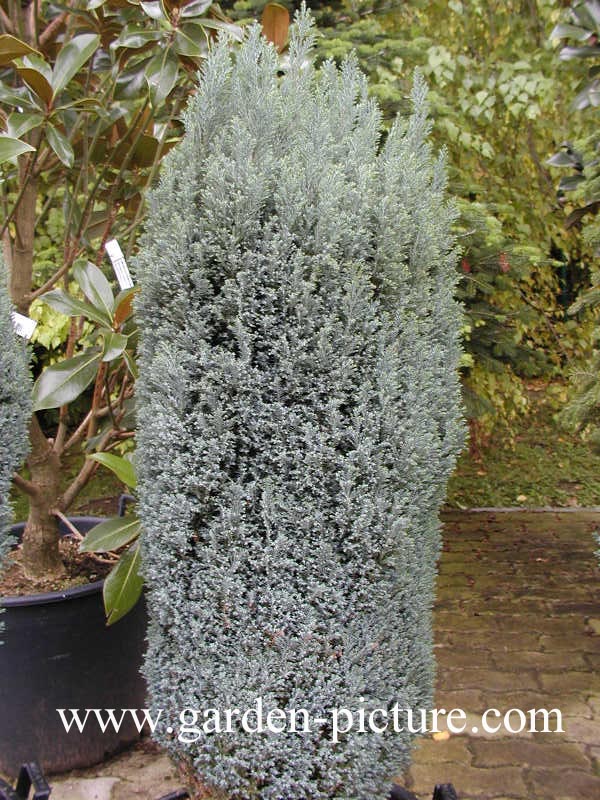 Chamaecyparis lawsoniana 'Ellwoodii'