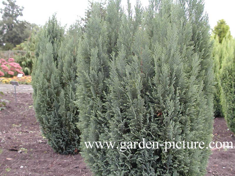 Chamaecyparis lawsoniana 'Ellwoodii'