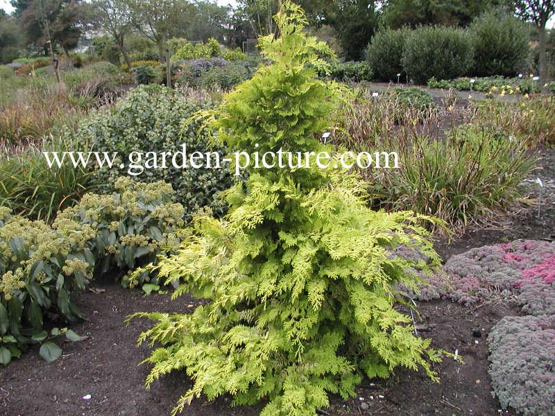 Chamaecyparis obtusa 'Crippsii'