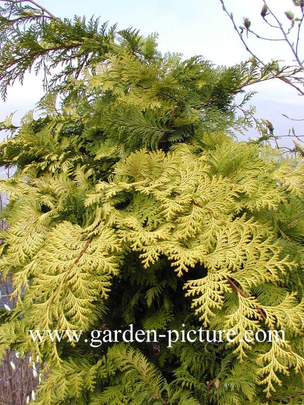 Chamaecyparis obtusa 'Crippsii'