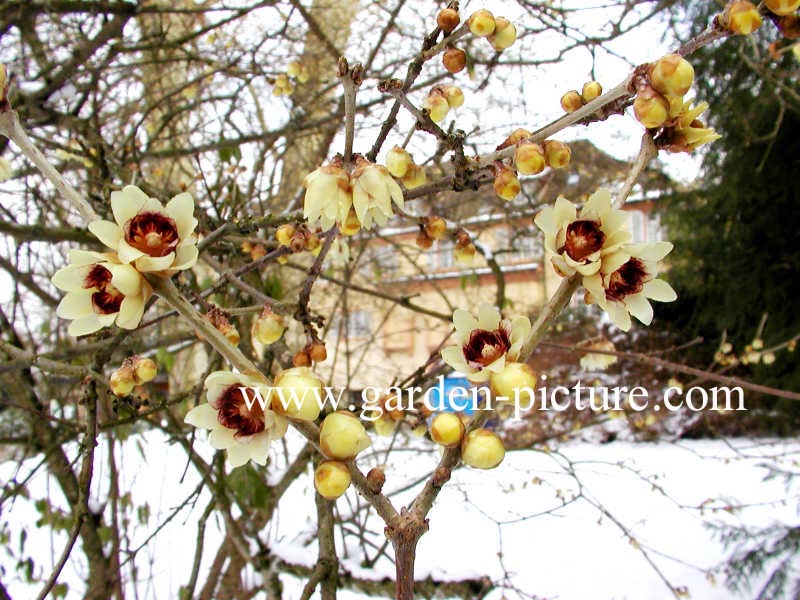 Chimonanthus praecox