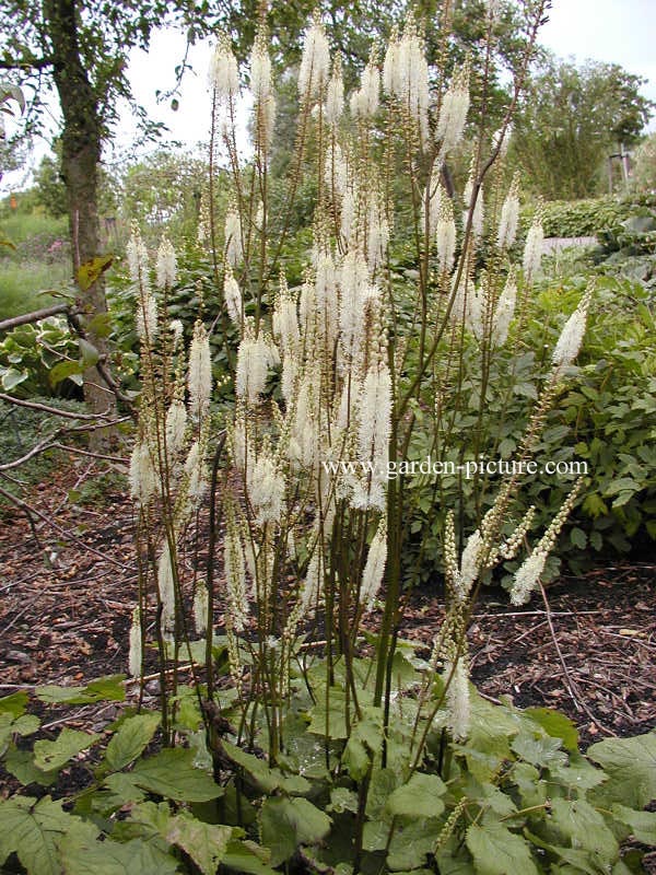 Actaea racemosa var. cordifolia