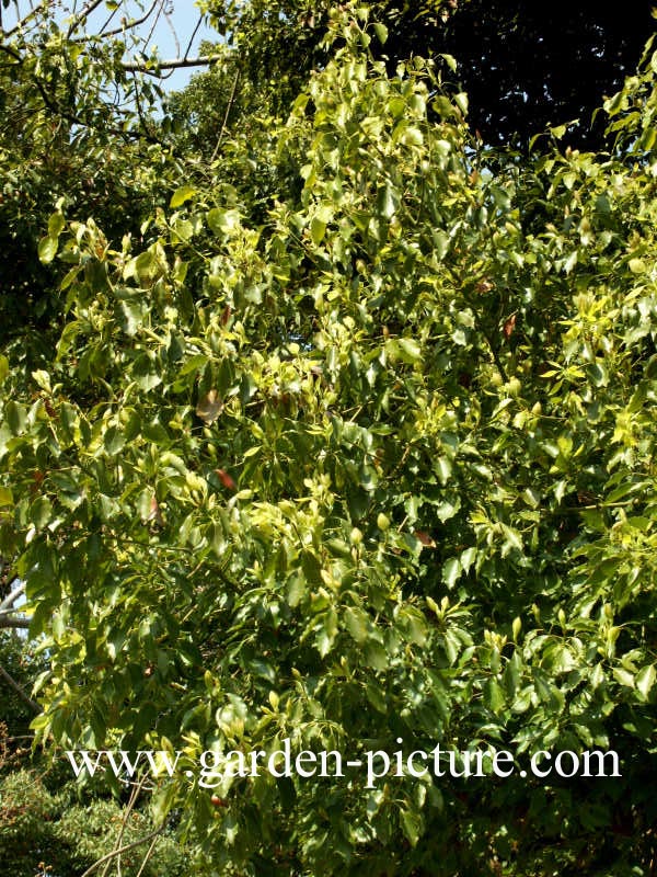 Cinnamomum camphora