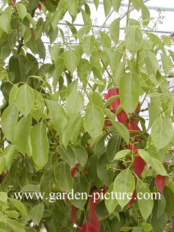 Cinnamomum camphora