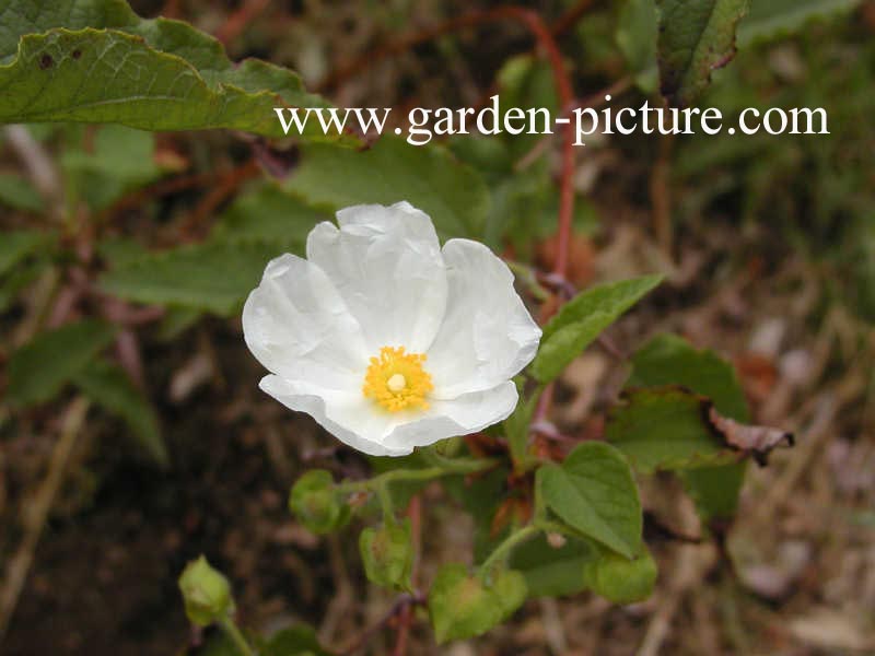 Cistus populifolius