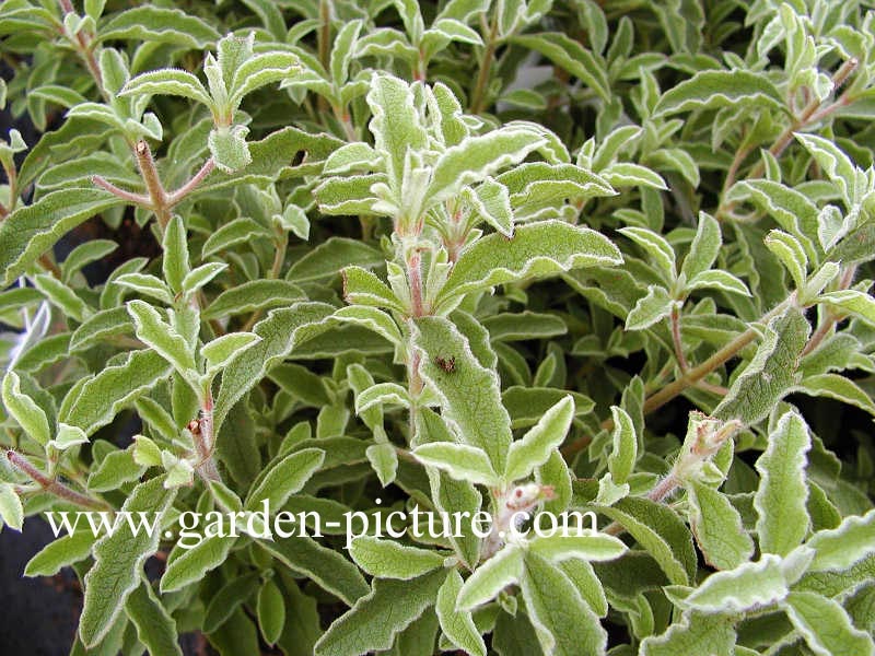 Cistus pulverulentus