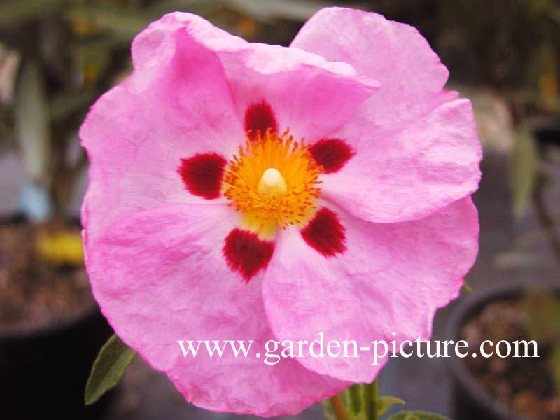 Cistus x purpureus