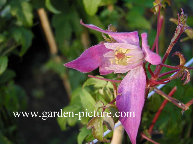 Clematis 'Jacqueline du Pre'