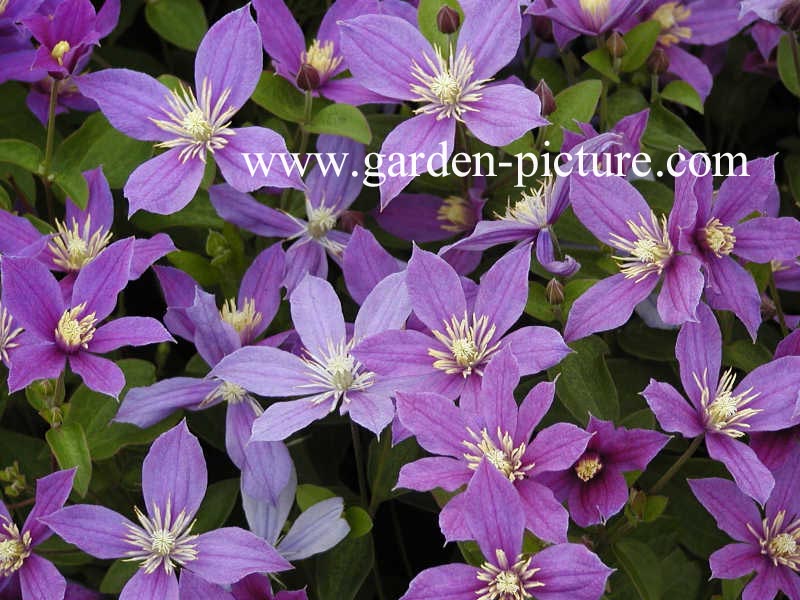 Clematis 'Arabella'