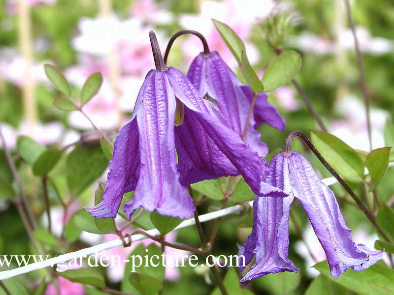 Clematis 'Blue Rain'