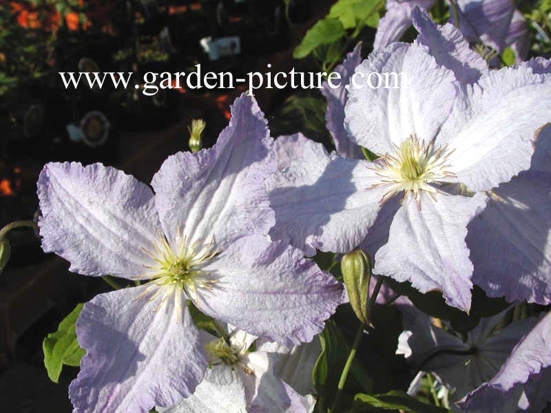 Clematis 'Blekitny Aniol' (BLUE ANGEL)