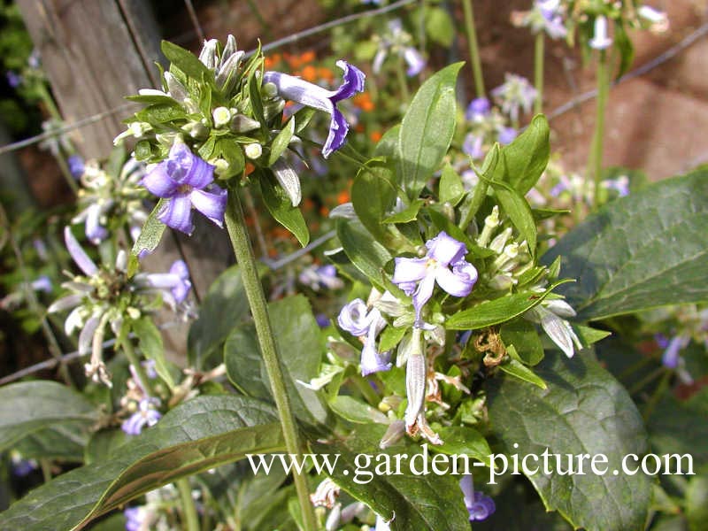 Clematis 'Crepuscule' (66738)