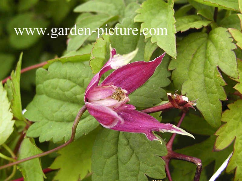 Clematis 'Brunette'