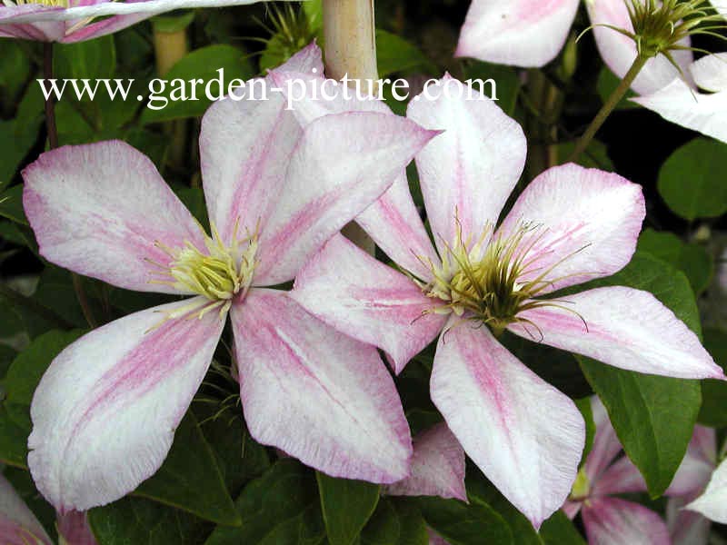 Clematis 'Caroline'