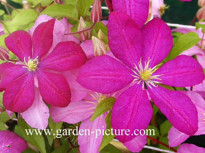 Clematis 'Comtesse de Bouchaud'