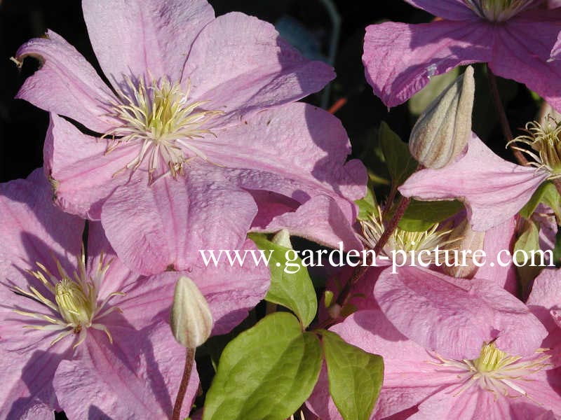 Clematis 'Comtesse de Bouchaud'