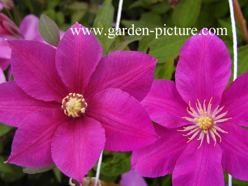 Clematis 'Dorothy Tolver'