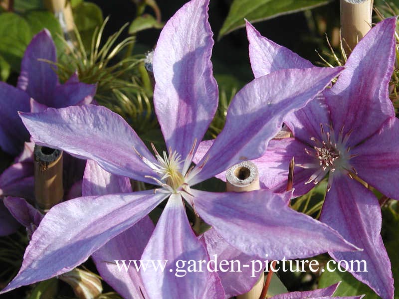 Clematis 'Dorothy Walton'