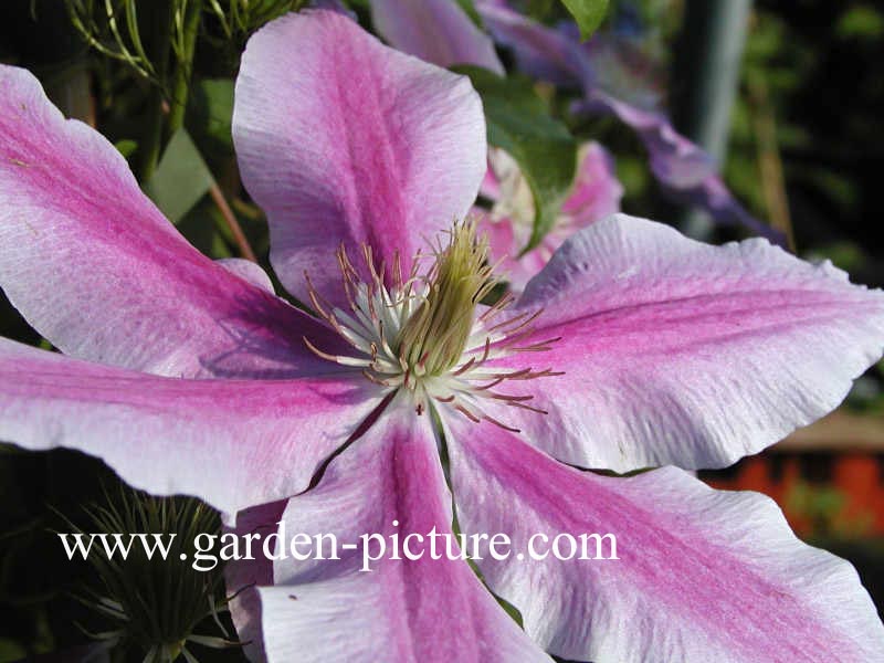 Clematis 'Doctor Ruppel'