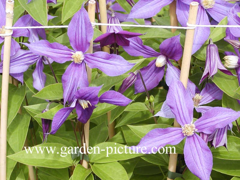 Clematis 'Durandii'