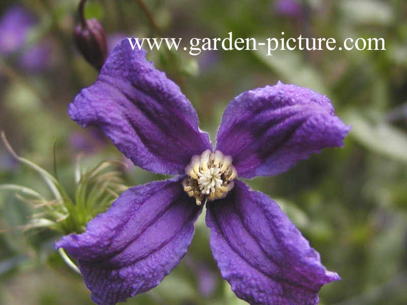 Clematis 'Hendersonii'