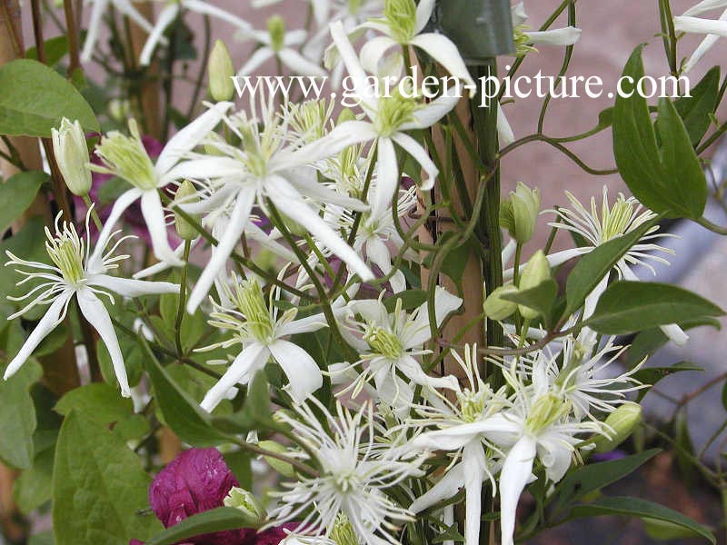 Clematis flammula