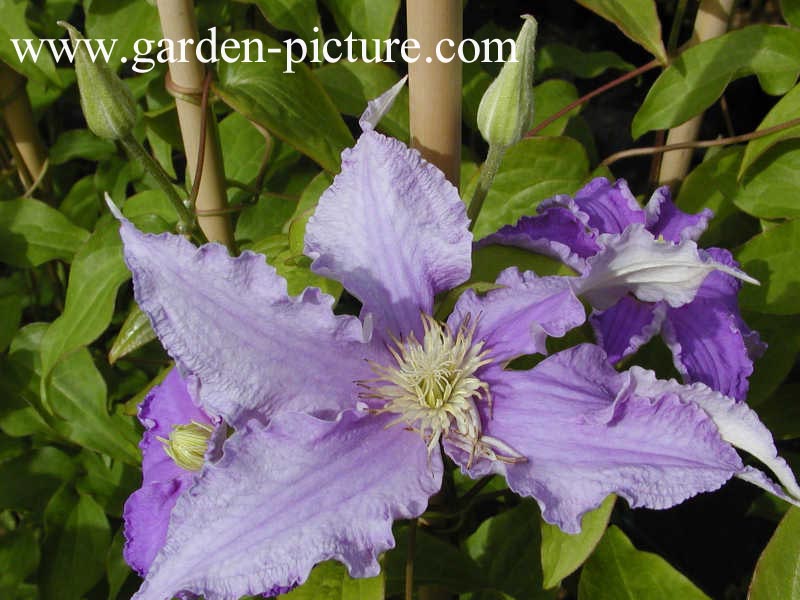 Clematis 'Frederic Chopin'