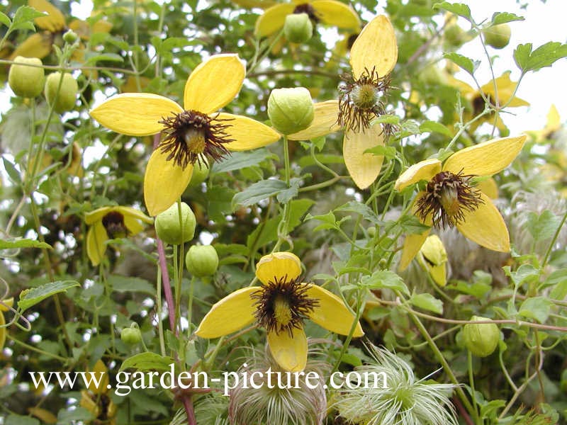 Clematis 'Kugotia' (GOLDEN TIARA)