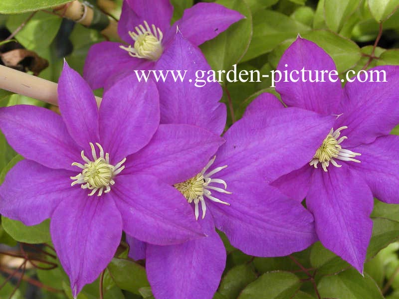 Clematis 'H.F. Young'