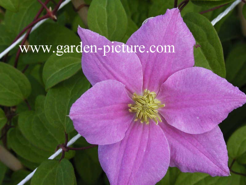 Clematis 'Hanaguruma'