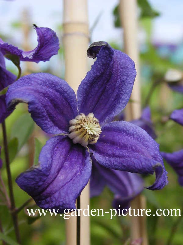 Clematis 'Hendersonii'