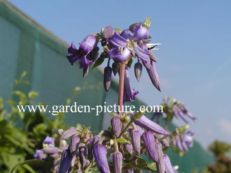 Clematis 'Wyevale'