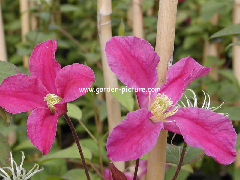 Clematis 'Zoin' (INSPIRATION)