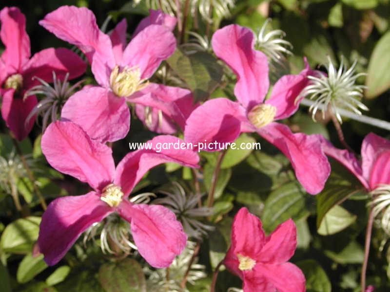 Clematis 'Zoin' (INSPIRATION)