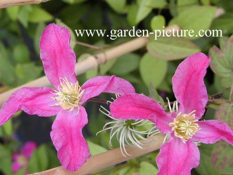 Clematis 'Zoin' (INSPIRATION)