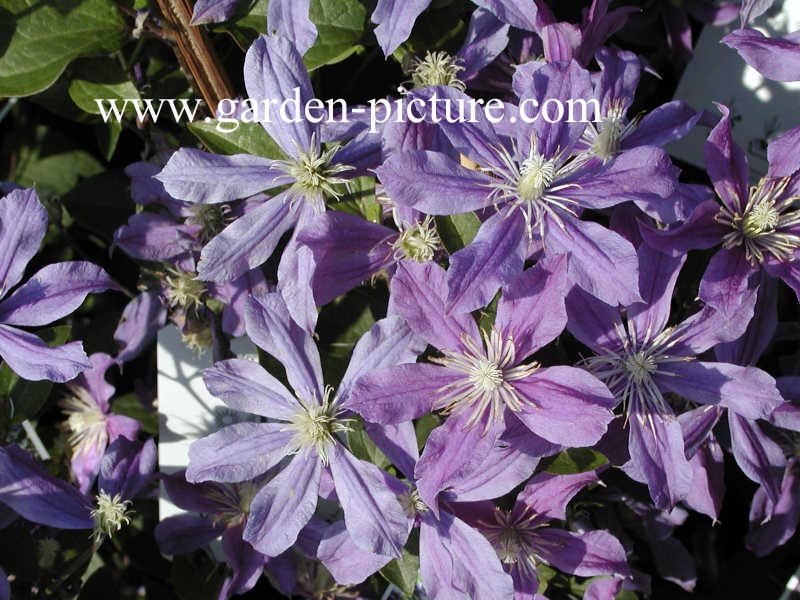 Clematis 'Arabella'