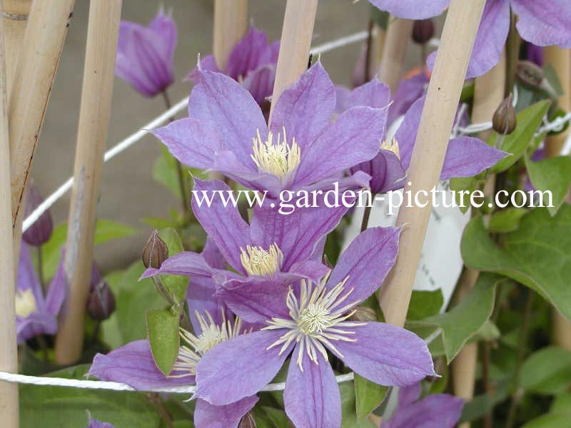 Clematis 'Arabella'