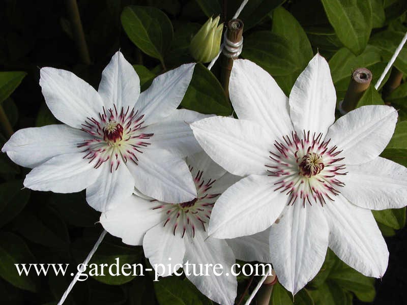 Clematis 'James Mason'