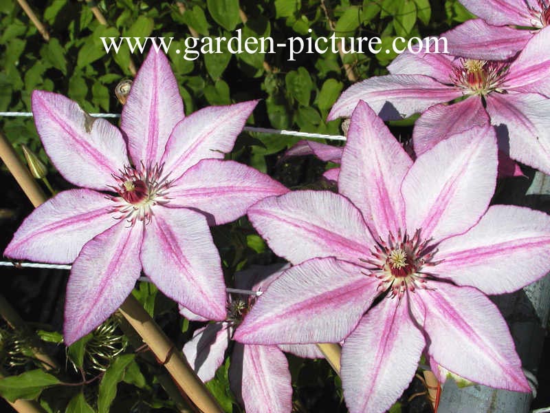 Clematis 'John Warren'