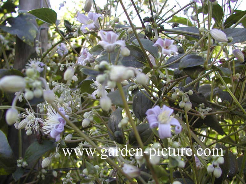 Clematis 'Mrs. Robert Brydon'