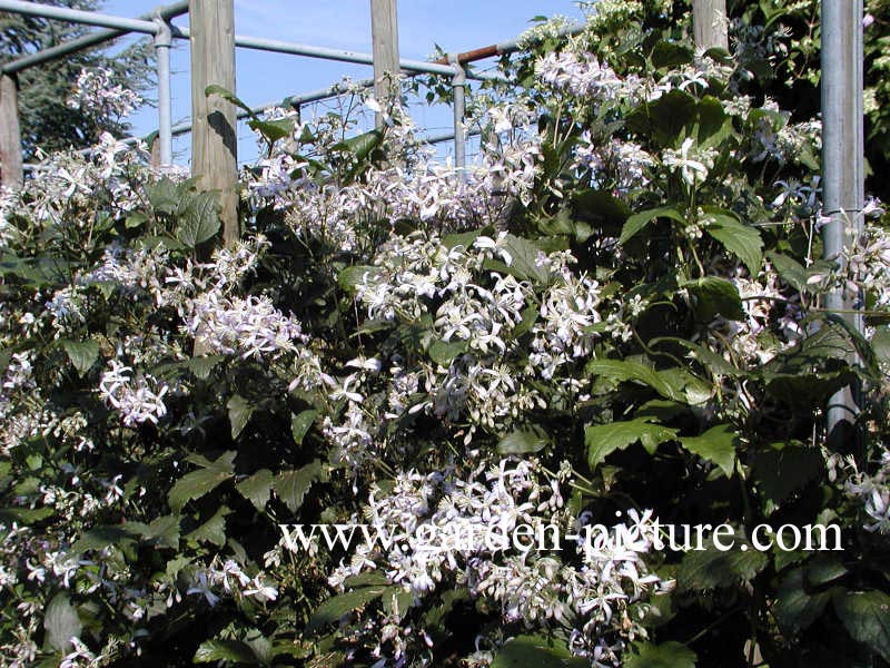 Clematis jouiniana 'Praecox'