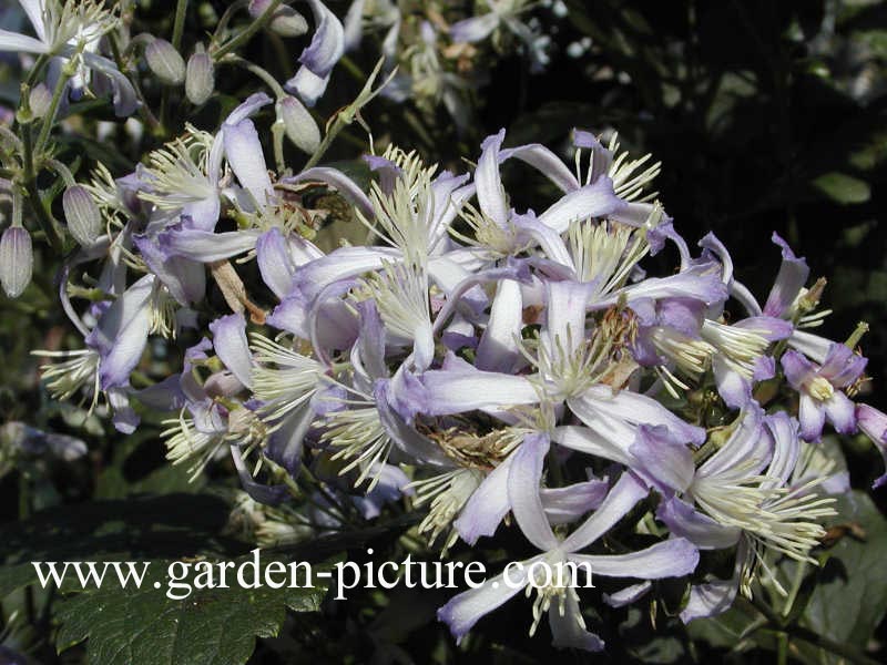 Clematis jouiniana 'Praecox'