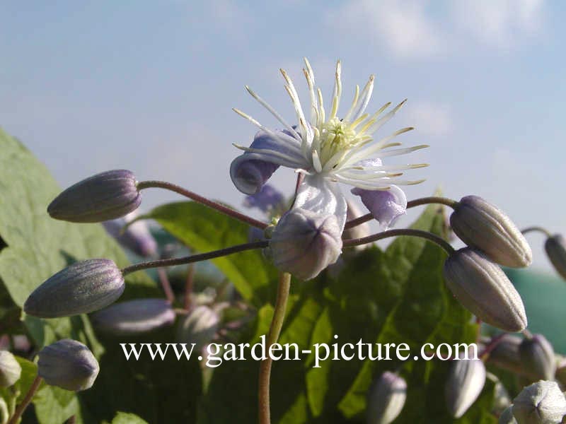 Clematis 'Mrs. Robert Brydon'