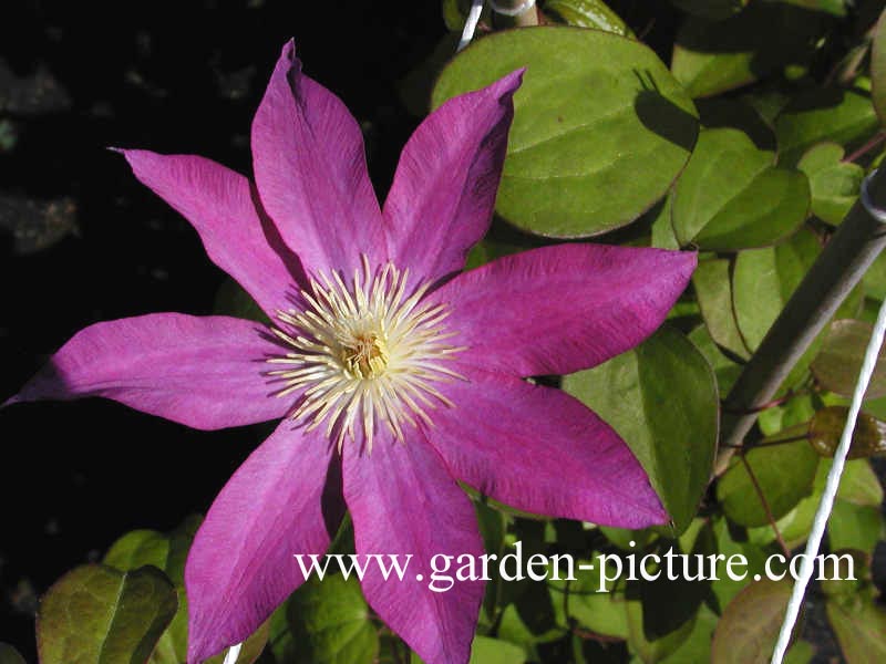 Clematis 'Kakio' (PINK CHAMPAGNE)