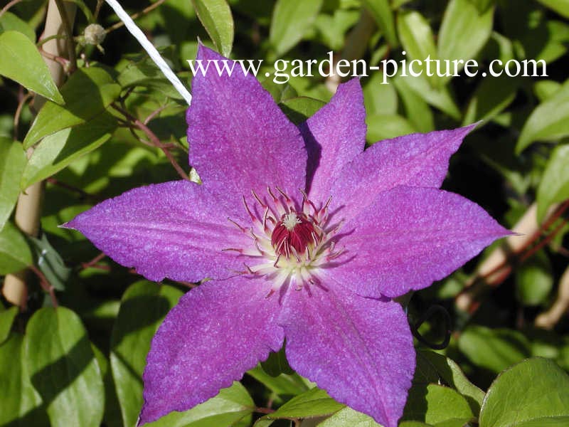 Clematis 'Kathleen Dunford'