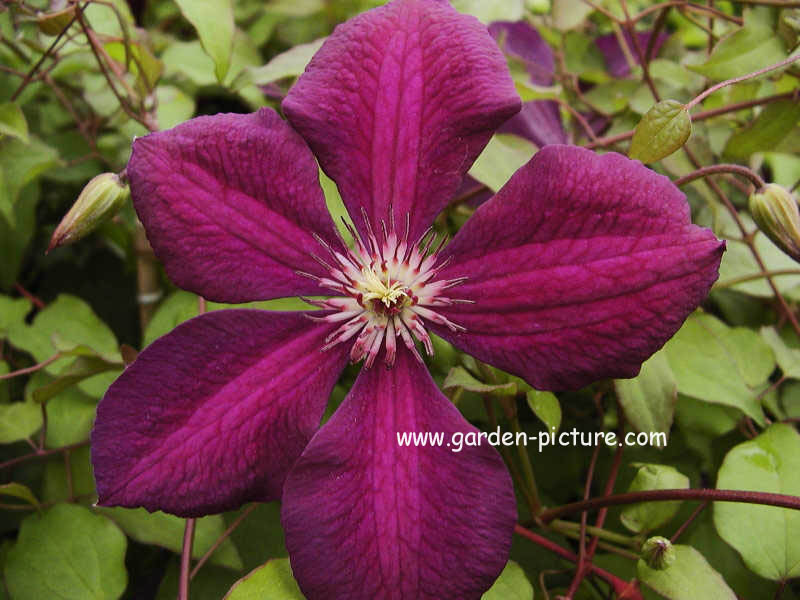 Clematis 'Kiev'