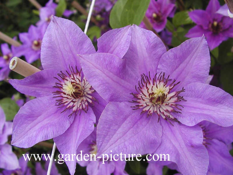 Clematis 'Koenigssohn'