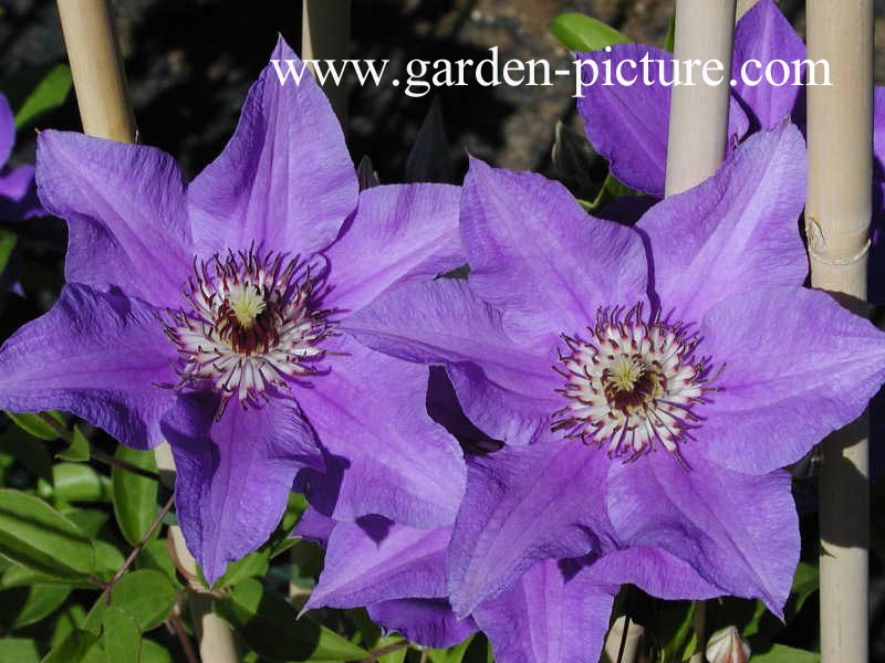 Clematis 'Koenigssohn'