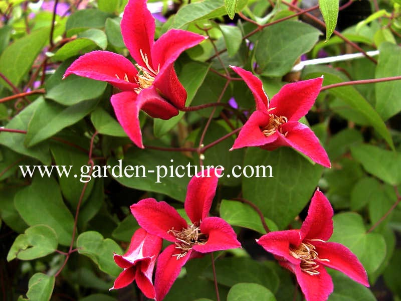 Clematis 'Lady Bird Johnson'