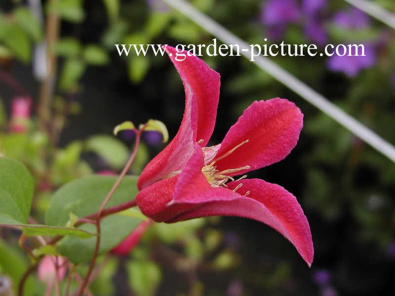 Clematis 'Lady Bird Johnson'